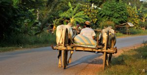 Cambogia insolita rurale
